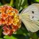 Il luogo si chiama cos� perch� qui sono presenti piante e fiori che attirano tante colorate farfalle, come ad esempio la cavolaia maggiore che fotografiamo mentre si nutre su un fiore di lantana